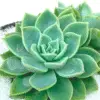 A close-up of Lakshmi Kamal (Crassula) plant with lotus-shaped rosettes in vibrant green and pink hues, potted in a simple nursery pot.