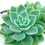 A close-up of Lakshmi Kamal (Crassula) plant with lotus-shaped rosettes in vibrant green and pink hues, potted in a simple nursery pot.