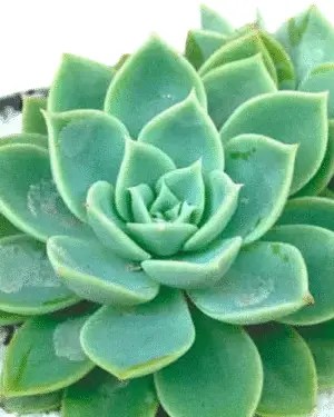 A close-up of Lakshmi Kamal (Crassula) plant with lotus-shaped rosettes in vibrant green and pink hues, potted in a simple nursery pot.