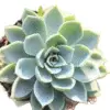 A close-up of Lakshmi Kamal (Crassula) plant with lotus-shaped rosettes in vibrant green and pink hues, potted in a simple nursery pot.