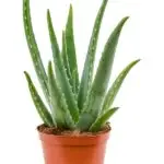 Large Aloe Vera plant with thick fleshy green leaves in a nursery pot, suitable for indoor or balcony use