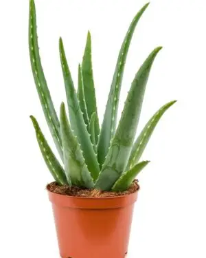 Large Aloe Vera plant with thick fleshy green leaves in a nursery pot, suitable for indoor or balcony use