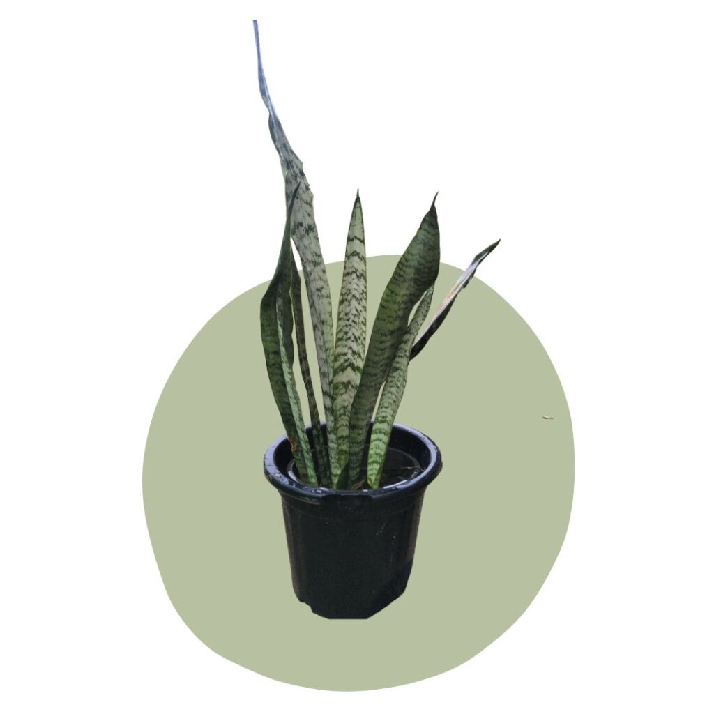 Best selling plants