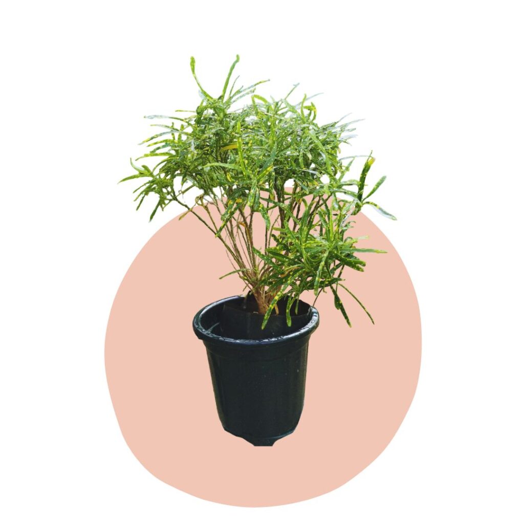 Budget Friendly Plants
