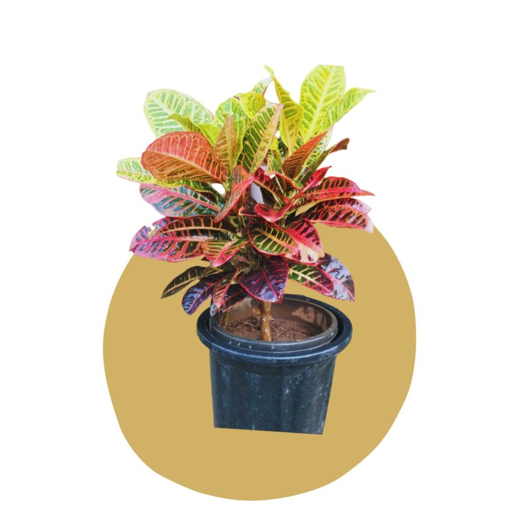 Plants for Living Room