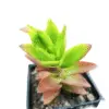 Crassula Campfire plant with red and green leaves in a nursery pot, ideal for indoor and balcony gardens