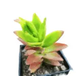 Crassula Campfire plant with red and green leaves in a nursery pot, ideal for indoor and balcony gardens