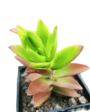 Crassula Campfire plant with red and green leaves in a nursery pot, ideal for indoor and balcony gardens