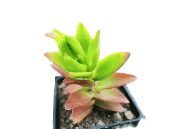 Crassula Campfire plant with red and green leaves in a nursery pot, ideal for indoor and balcony gardens