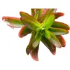 Crassula Campfire plant with red and green leaves in a nursery pot, ideal for indoor and balcony gardens