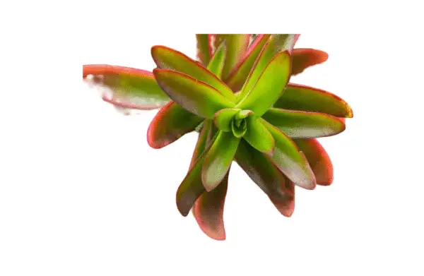 Crassula Campfire plant with red and green leaves in a nursery pot, ideal for indoor and balcony gardens