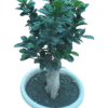 Bonsai Ficus in White pot