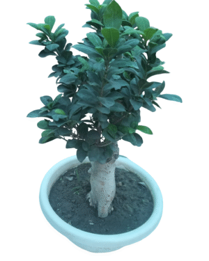Bonsai Ficus in White pot