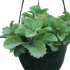 Mint Plant in hanging pot
