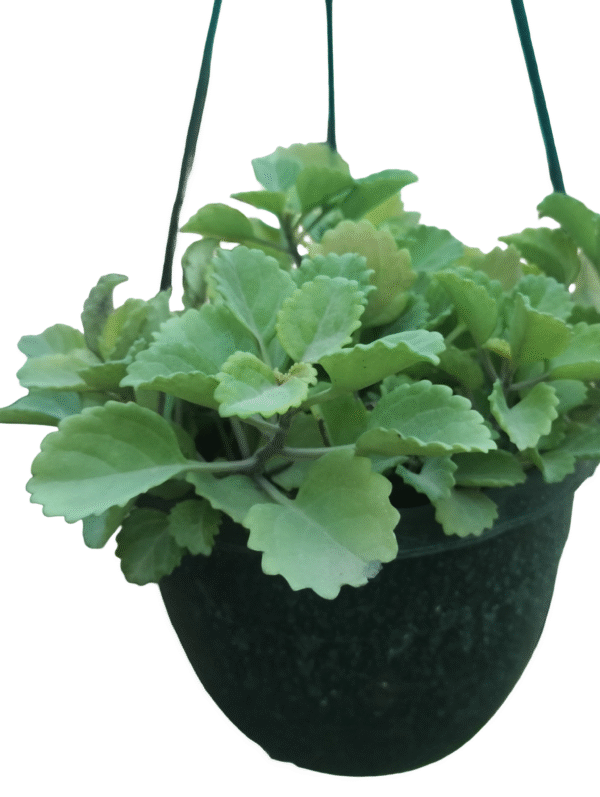 Mint Plant in hanging pot
