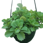 Mint Plant in hanging pot