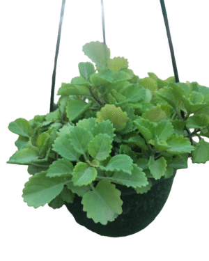 Mint Plant in hanging pot
