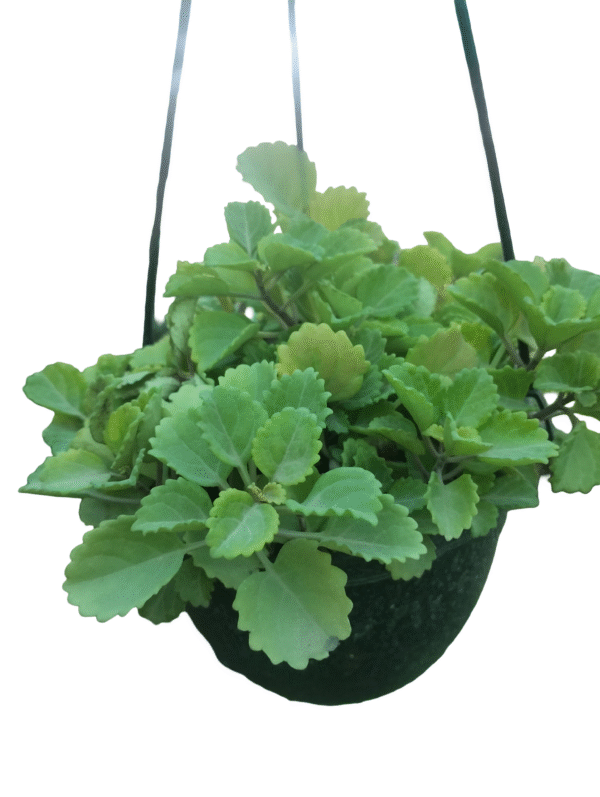 Mint Plant in hanging pot
