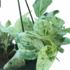 Variegated pothos in black hanging pot