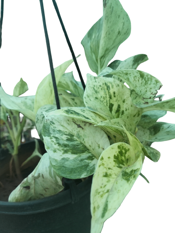 Variegated pothos in black hanging pot