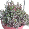 Alternanthera Red in hanging pot