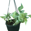 Variegated pothos in black hanging pot