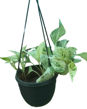 Variegated pothos in black hanging pot