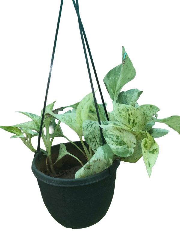 Variegated pothos in black hanging pot