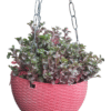 Alternanthera Red in hanging pot