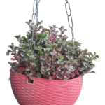 Alternanthera Red in hanging pot