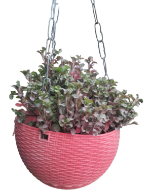 Alternanthera Red in hanging pot