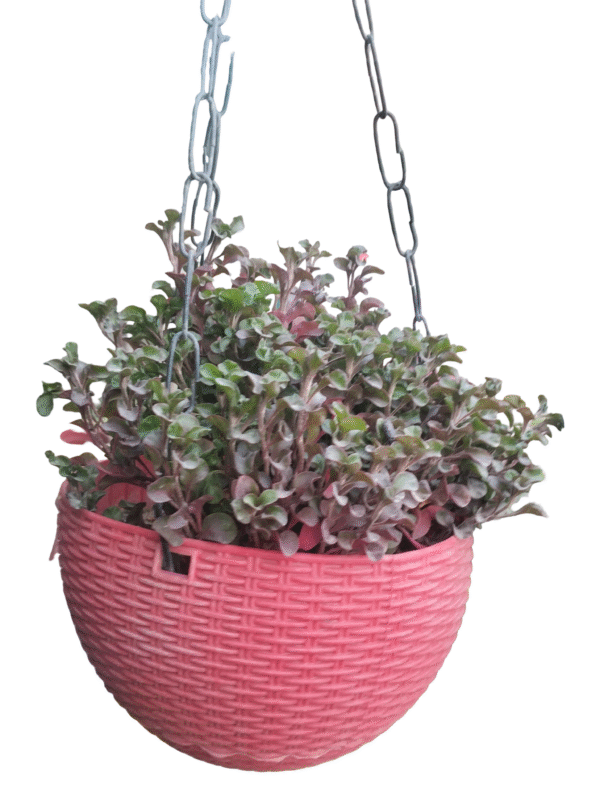 Alternanthera Red in hanging pot