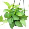 Golden broadleaf Pothos in nursery hanging pot