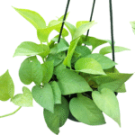 Golden broadleaf Pothos in nursery hanging pot