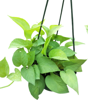 Golden broadleaf Pothos in nursery hanging pot