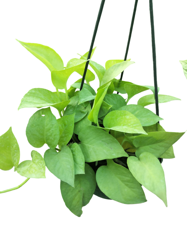 Golden broadleaf Pothos in nursery hanging pot