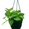 Golden broadleaf Pothos in nursery hanging pot