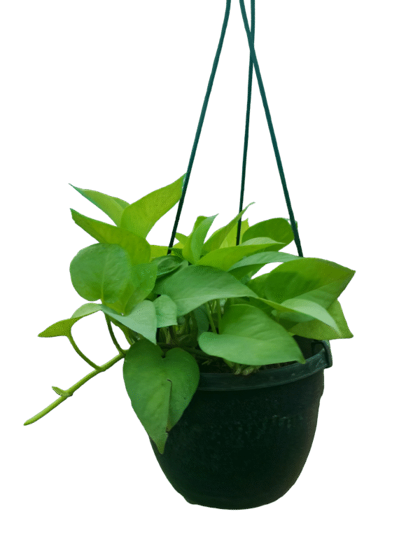 Golden broadleaf Pothos in nursery hanging pot