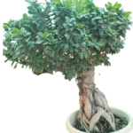 Large Ficus Bonsai plant with sculpted trunk and dense green foliage – elegant indoor centerpiece from Klorophyll Greater Noida