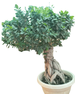 Large Ficus Bonsai plant with sculpted trunk and dense green foliage – elegant indoor centerpiece from Klorophyll Greater Noida