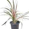 Dracaena Marginata plant in black nursery pot – tall, spiky green leaves with reddish edges, ideal for indoor corners and air purification, from Klorophyll Greater Noida