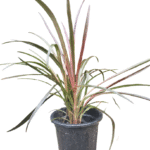 Dracaena Marginata plant in black nursery pot – tall, spiky green leaves with reddish edges, ideal for indoor corners and air purification, from Klorophyll Greater Noida