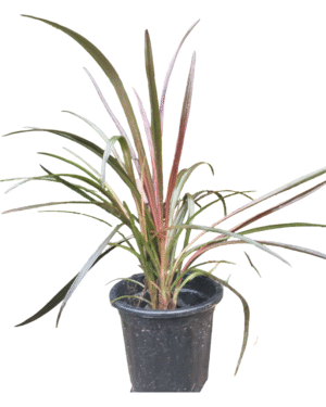 Dracaena Marginata plant in black nursery pot – tall, spiky green leaves with reddish edges, ideal for indoor corners and air purification, from Klorophyll Greater Noida