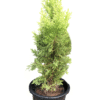 Golden Cypress plant in a tall black nursery pot – upright conifer with vibrant yellow-green foliage, perfect for outdoor borders and entryways, from Klorophyll Greater Noida