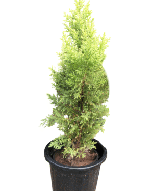 Golden Cypress plant in a tall black nursery pot – upright conifer with vibrant yellow-green foliage, perfect for outdoor borders and entryways, from Klorophyll Greater Noida