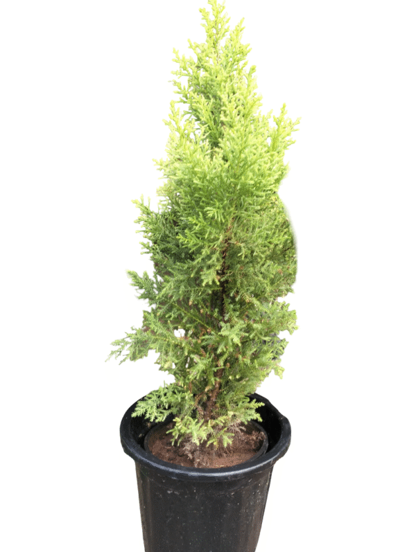 Golden Cypress plant in a tall black nursery pot – upright conifer with vibrant yellow-green foliage, perfect for outdoor borders and entryways, from Klorophyll Greater Noida
