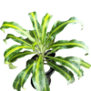 Top view of Dracaena Lemon Lime plant in nursery pot – broad green leaves with bright yellow stripes, ideal for indoor decoration and air purification from Klorophyll Greater Noida