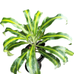 Top view of Dracaena Lemon Lime plant in nursery pot – broad green leaves with bright yellow stripes, ideal for indoor decoration and air purification from Klorophyll Greater Noida