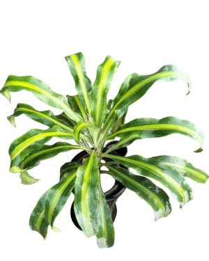 Top view of Dracaena Lemon Lime plant in nursery pot – broad green leaves with bright yellow stripes, ideal for indoor decoration and air purification from Klorophyll Greater Noida