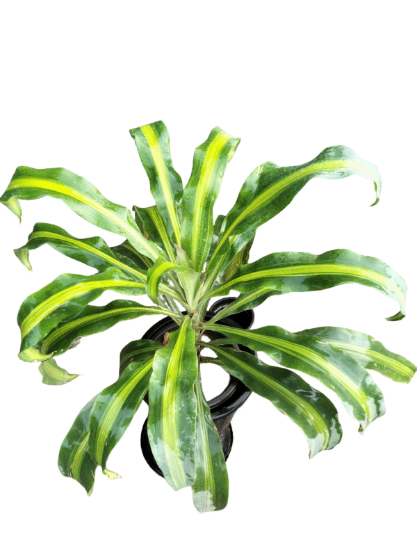 Top view of Dracaena Lemon Lime plant in nursery pot – broad green leaves with bright yellow stripes, ideal for indoor decoration and air purification from Klorophyll Greater Noida